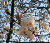 2006.03.28-sakura